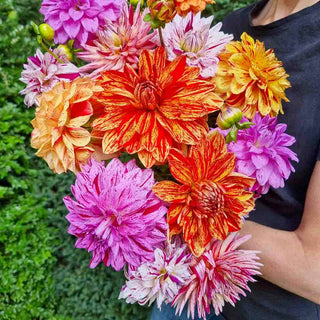 Summer Fireworks Dahlia Mix