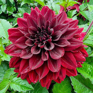 Border Decorative Dahlia Go Go Black