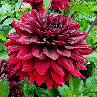 Border Decorative Dahlia Go Go Black