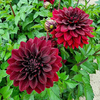 Border Decorative Dahlia Go Go Black