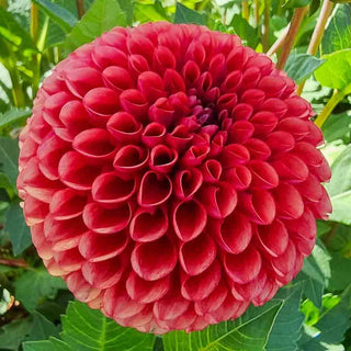Giant Ball Dahlia Copperboy