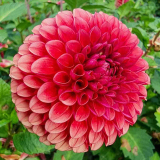 Giant Ball Dahlia Copperboy