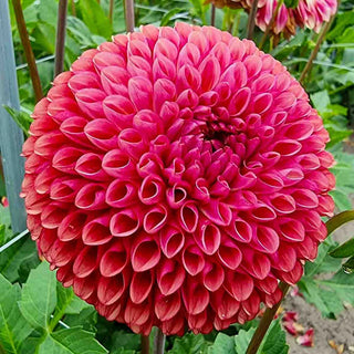 Giant Ball Dahlia Copperboy