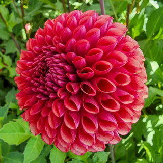 Giant Ball Dahlia Copperboy