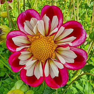 Collerette Dahlia Bumble Rumble