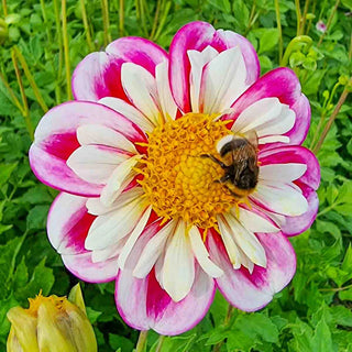 Collerette Dahlia Bumble Rumble