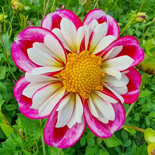 Collerette Dahlia Bumble Rumble