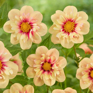 Collerette Dahlia Rhubarb and Custard