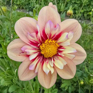 Collerette Dahlia Rhubarb and Custard