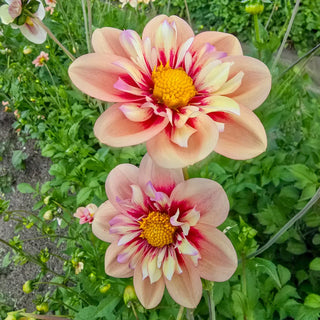 Collerette Dahlia Rhubarb and Custard