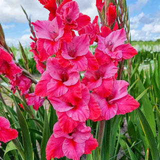 Gladiolus Titanic