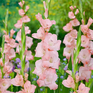 Gladiolus Louise