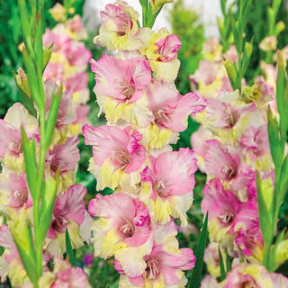 Gladiolus Mon Amour