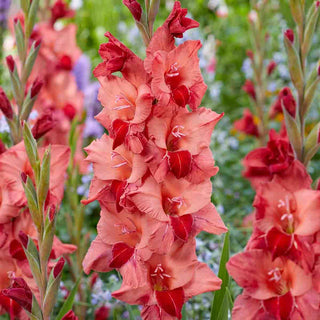 Gladiolus Soul
