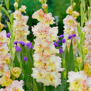 Gladiolus Cera Fearless