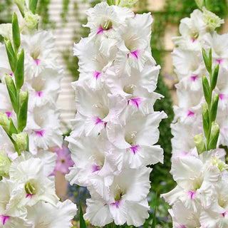 Gladiolus Norma Jean