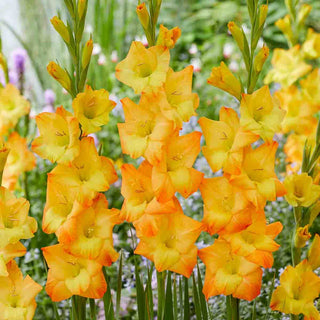 Gladiolus Sunglow