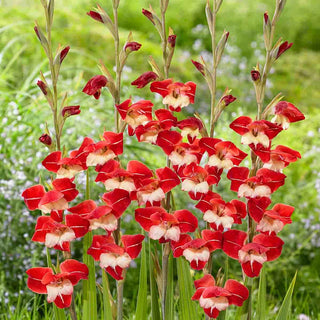Hardy Gladiolus Laura Jay
