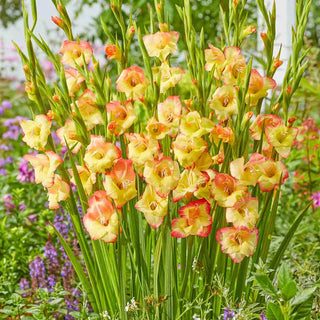 Hardy Gladiolus Las Vegas