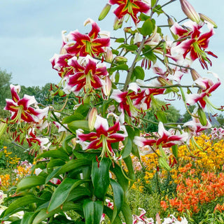 Giant Hybrid Lily Beverly Dreams
