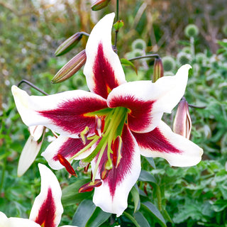Giant Hybrid Lily Beverly Dreams