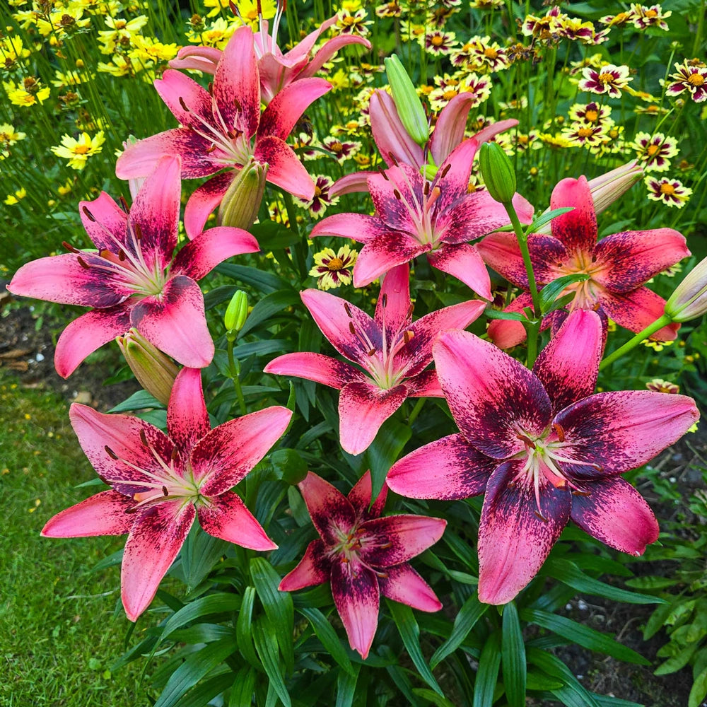 purple asiatic lily Asiatic Lily Purple Dream