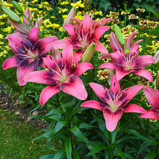 Asiatic Lily Purple Dream