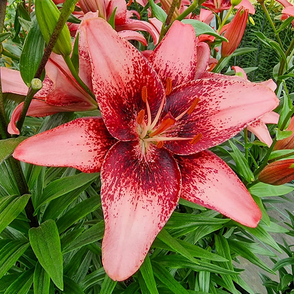 purple and white asiatic lily Asiatic Lily Purple Dream