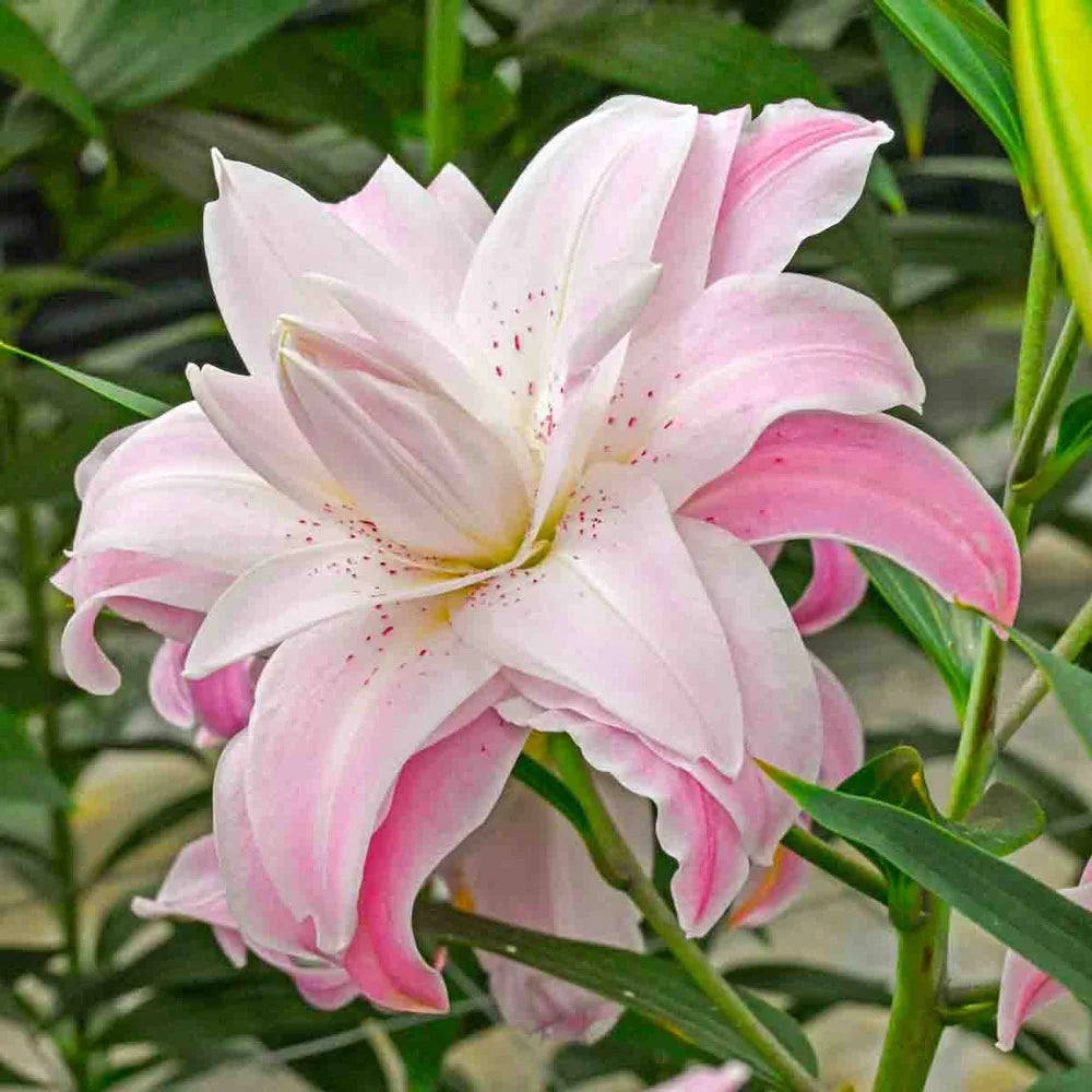 double lily flower Double Oriental Lily Lotus Queen
