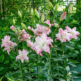 Double Oriental Lily Lotus Queen