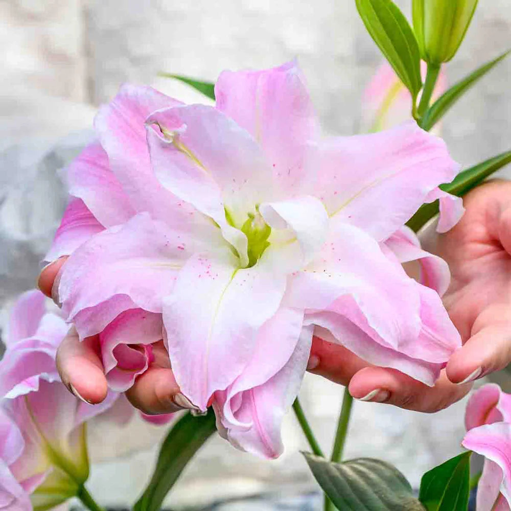 double asiatic lily Double Oriental Lily Lotus Queen