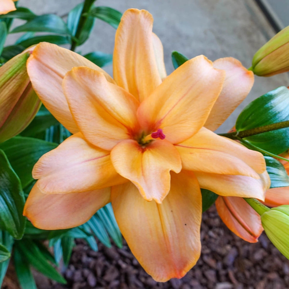 double flower lily Double Hybrid Lily Falmarin