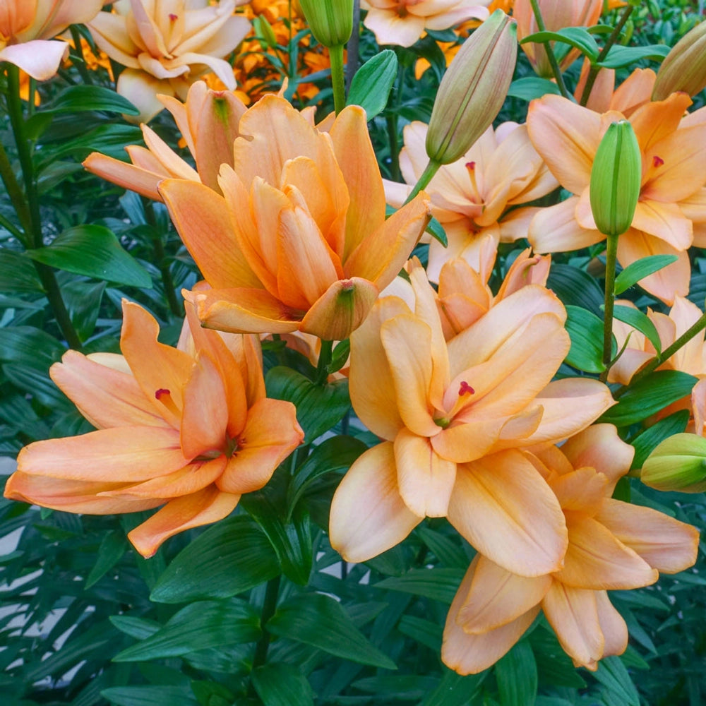tiny double asiatic lily Falmarin Double Hybrid Lily