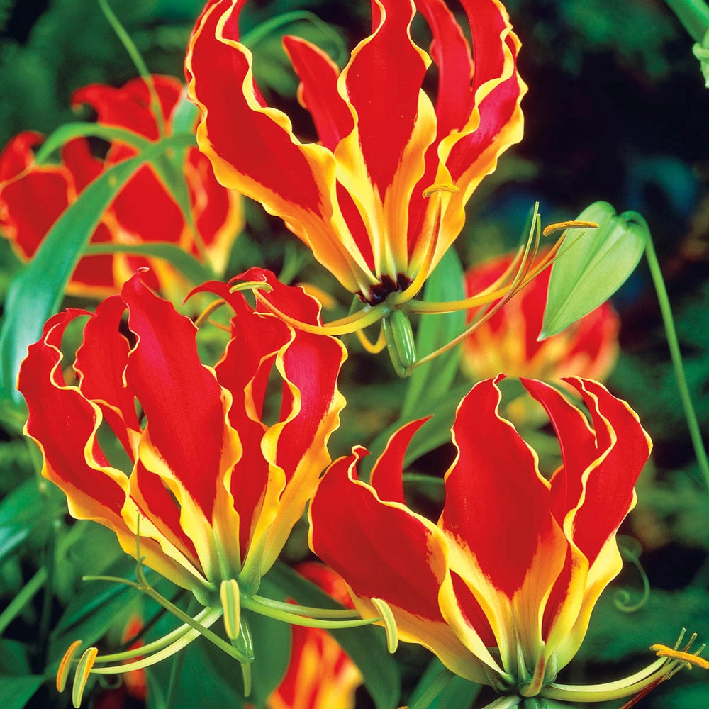 rhodesian flame lily flower Gloriosa Lily