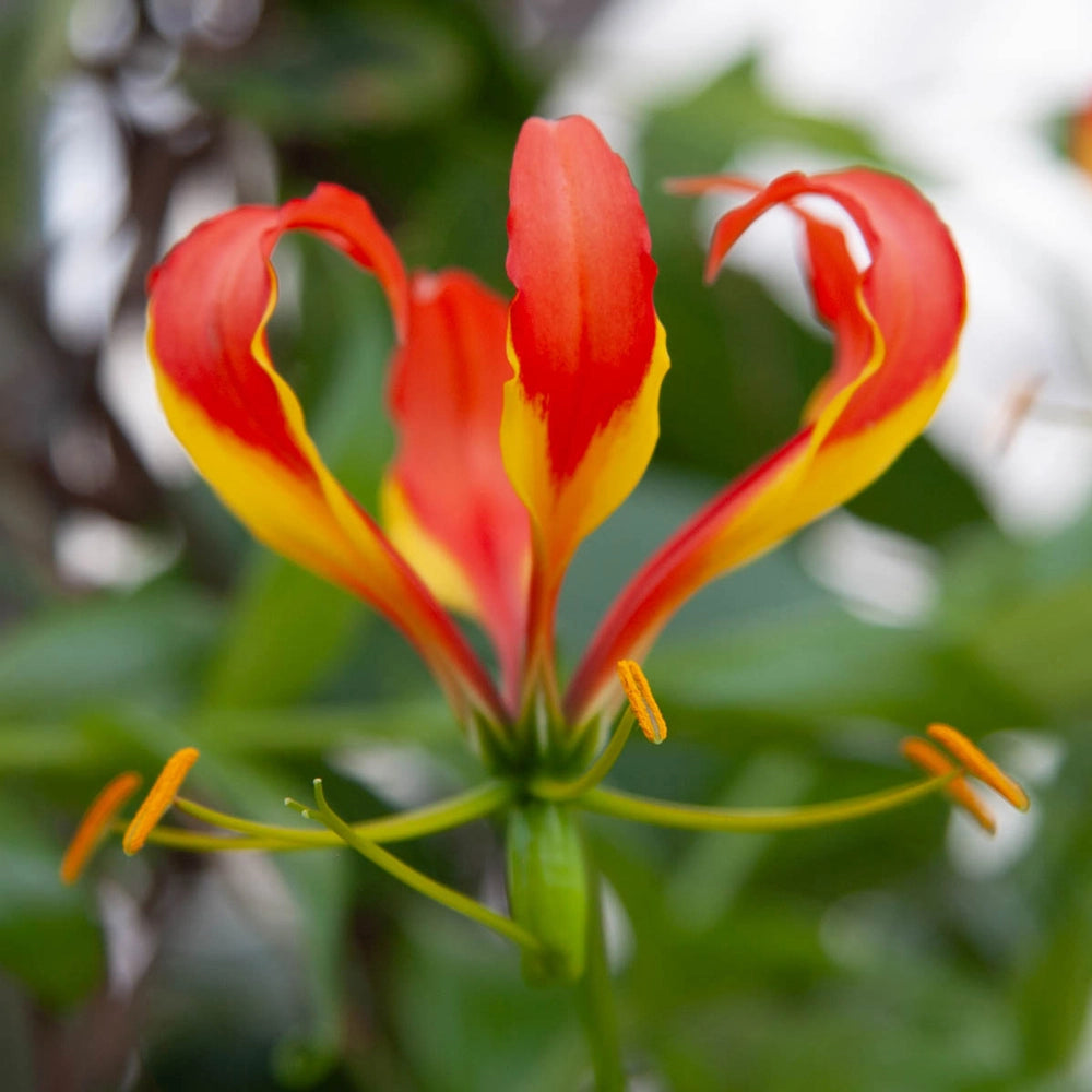 rhodesian flame lily flower Gloriosa Lily