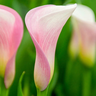 Calla Lily Strawberry Blush