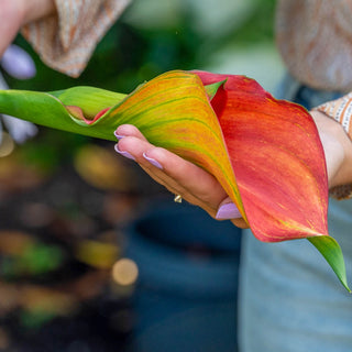 Calla Lily Sunset Passion