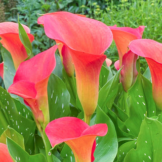 Calla Lily Sunset Passion