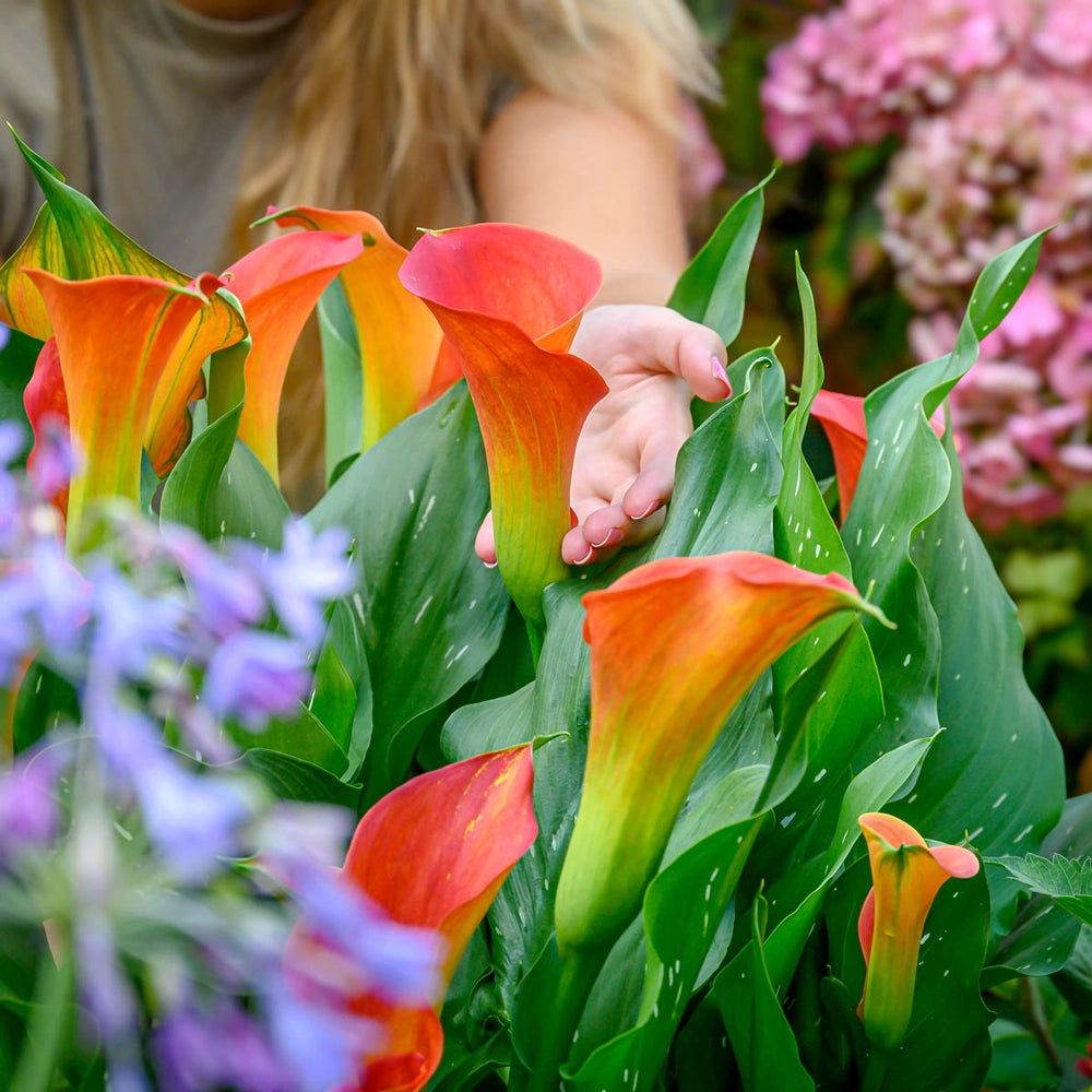 buy calla lily plant online Calla Lily Sunset Passion