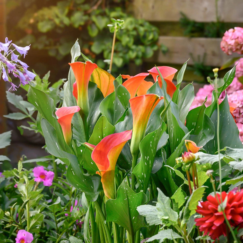 spring calla lily plant Calla Lily Sunset Passion