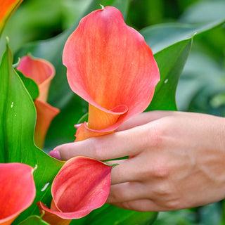 Calla Lily Sunset Passion