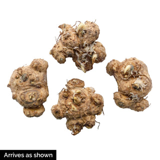 Calla Lily Sunset Passion