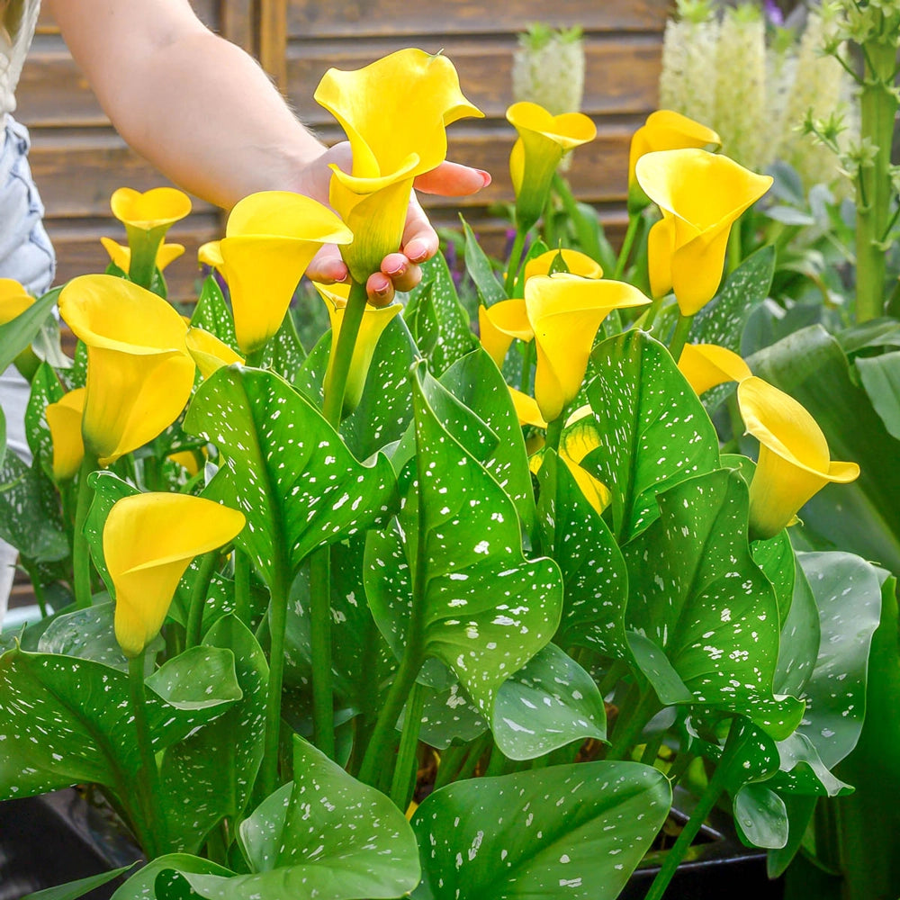 yellow arum lily flower Calla Lily Gold Crown