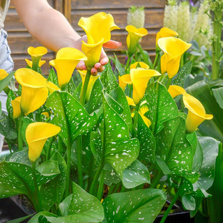 Calla Lily Gold Crown