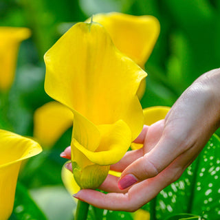 Calla Lily Gold Crown