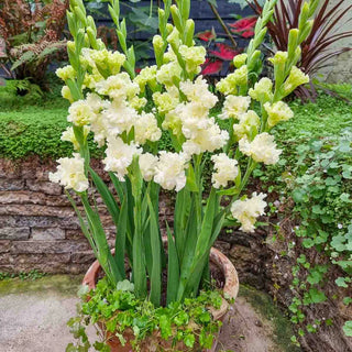 Dwarf Gladiolus Octopus