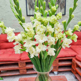 Dwarf Gladiolus Octopus