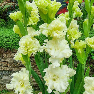 Dwarf Gladiolus Octopus