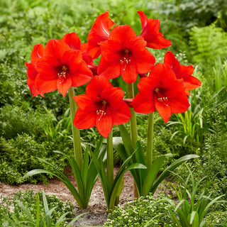 Hardy Garden Amaryllis Royal Dream