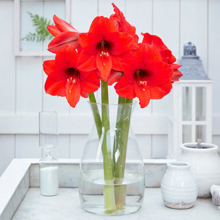 Hardy Garden Amaryllis Royal Dream